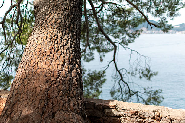 Textured bark of large tree with its branches extending over stone wall and blurred blue body of water in the background
