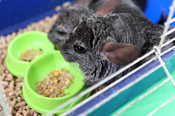 istock People care for and play with chinchillas. 2223968163