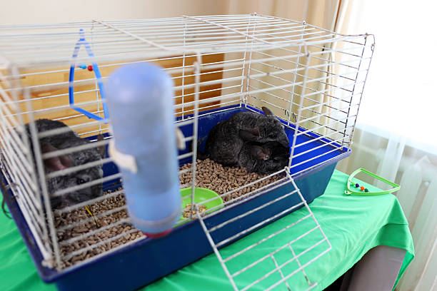 istock People care for and play with chinchillas. 2223968165