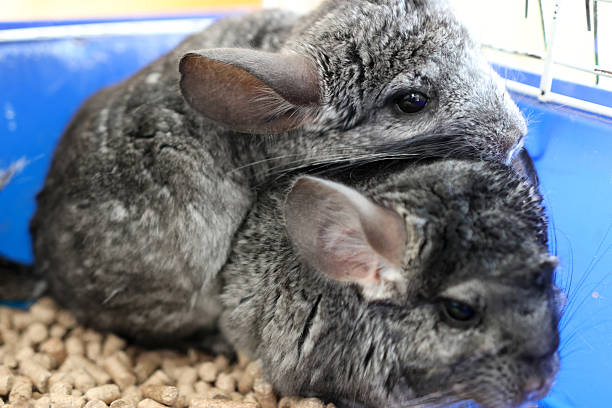 istock People care for and play with chinchillas. 2223968166