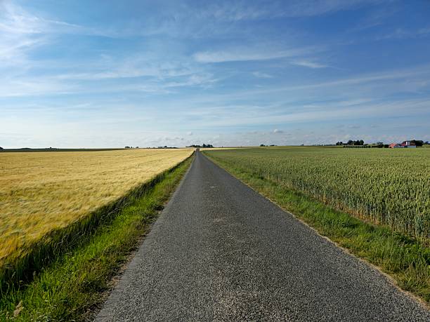 istock road and field with grain and trees 2223968265