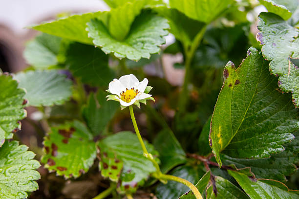 Strawberry plant flowers