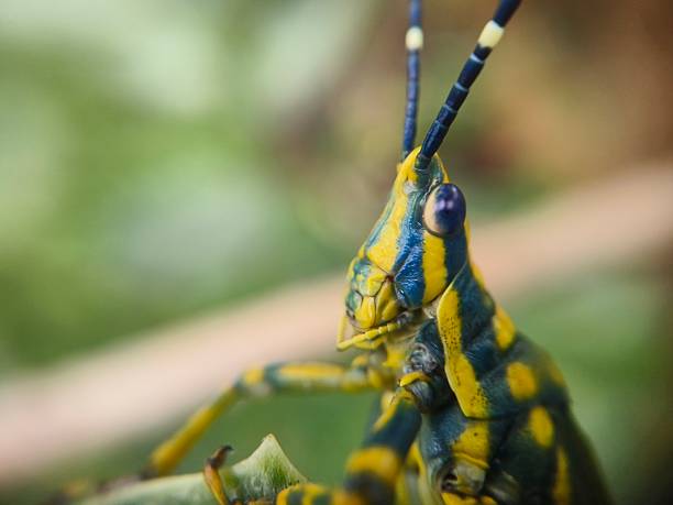 istock Poekilocerus pictus ( painted grasshopper) 2223974659