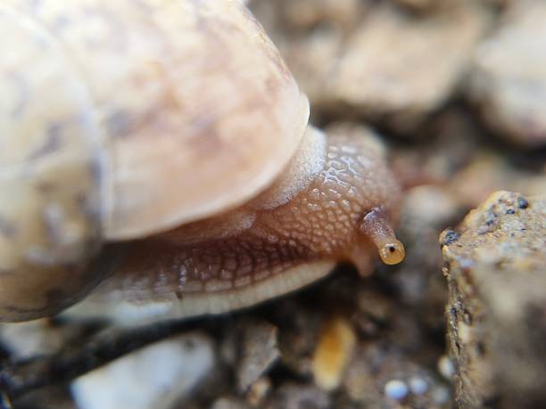 istock shelled gastropod mollusk/snail 2223974660