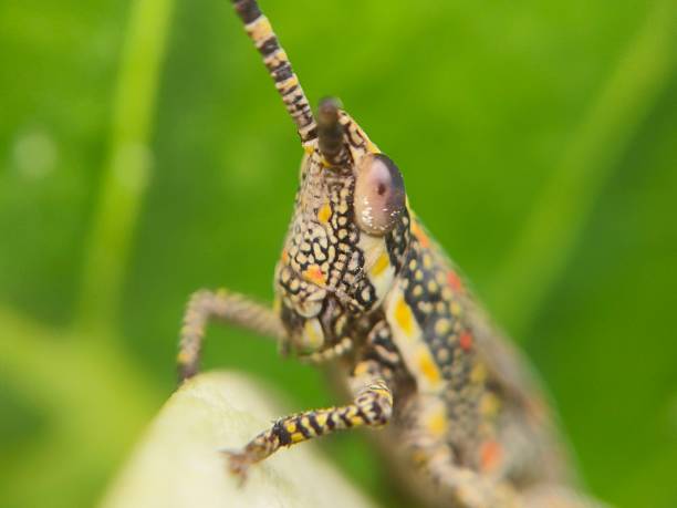 Image of close up shot of grasshopper