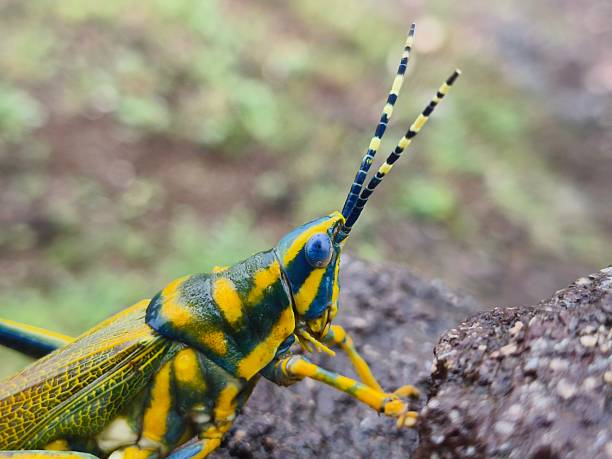 istock Poekilocerus pictus ( painted grasshopper) 2223975754