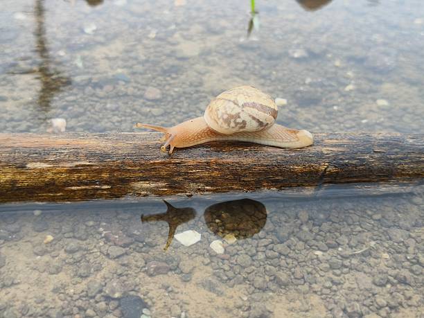 Snail characterized by a coiled shell that provides protection and a muscular foot used for movement, which secretes mucus to aid in locomotion.