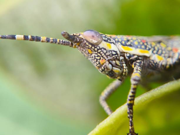 istock Close up shot of grasshopper 2223975958