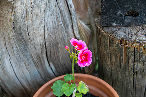 Close-Up Of A Vibrant Pink Geranium Flower Blooming In A Clay Pot, Placed In Front Of A Weathered Wooden Log. The Natural Texture Of The Wood And The Simple Pot Enhance The Rustic Garden Aesthetic. Ideal For Themes Of Nature, Gardening, Simplicity, And Sustainable Rural Living.