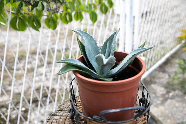 Agave Plant Growing In A Simple Plastic Pot Placed Outdoors In A Decorative Wicker Stand. The Background Features A Soft Garden Scene With Natural Light And Green Foliage. Perfect For Themes Of Gardening, Succulents, Outdoor Decor, And Eco-Friendly Living.