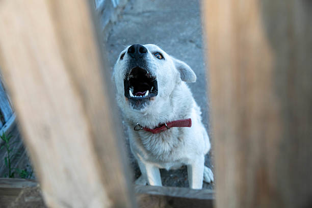 White Dog With Red Collar Aggressively Barking Through A Wooden Fence. The Animal Is Likely Guarding Property, Showing Protective Behavior And Alertness. The Scene Captures A Moment Of Territorial Instinct In A Rural Setting.