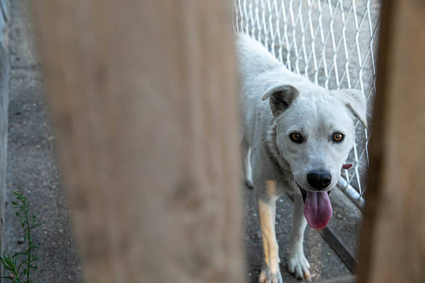 White Dog With Red Collar Standing Behind A Fence, Looking Directly At The Camera With Tongue Out. The Animal Appears Alert And Watchful, Possibly Guarding The Property. Rural Background With Chain-Link And Wooden Fence Creates A Sense Of Security And Vigilance.