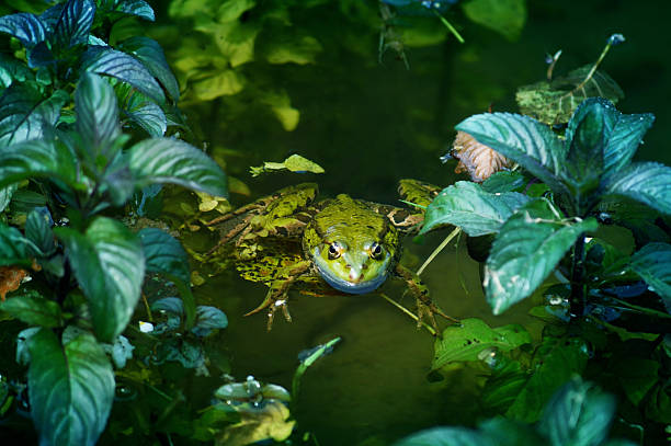 frogs survive in the fresh water lagoons of eastern Texas
