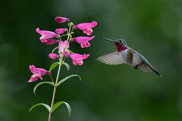 istock Broad Tailed Hummingbird Feeding on Pink Flowers 2223977931