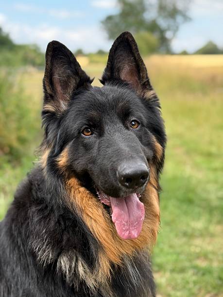 istock Portrait Of A German Shepherd, Northamptonshire, England 2223979203