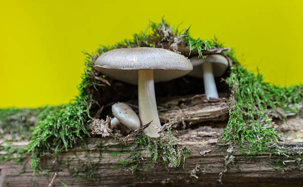 istock Wild mushrooms sprout from a decaying tree trunk thickly covered in vibrant green moss. This woodland scene with a distinct background highlights the fragile beauty of nature. 2223979528