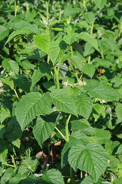 istock Raspberry leaves on the field in summer, 2223981374