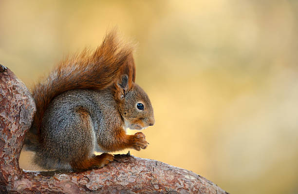 istock Portrait of a cute red squirrel eating nut on a tree branch 2223983489