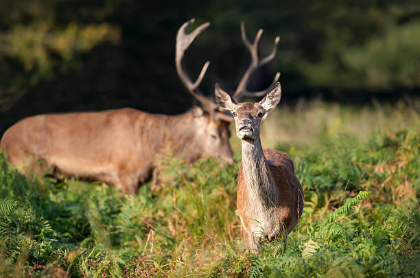 istock Curious red deer hind with stag in background during rutting season 2223983563