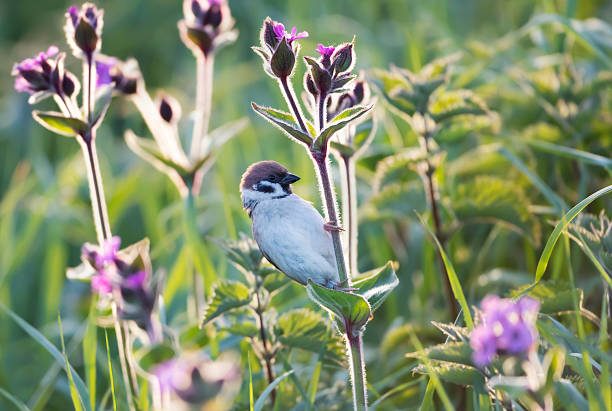 Eurasian tree sparrow perched on pink campion flowers, UK.