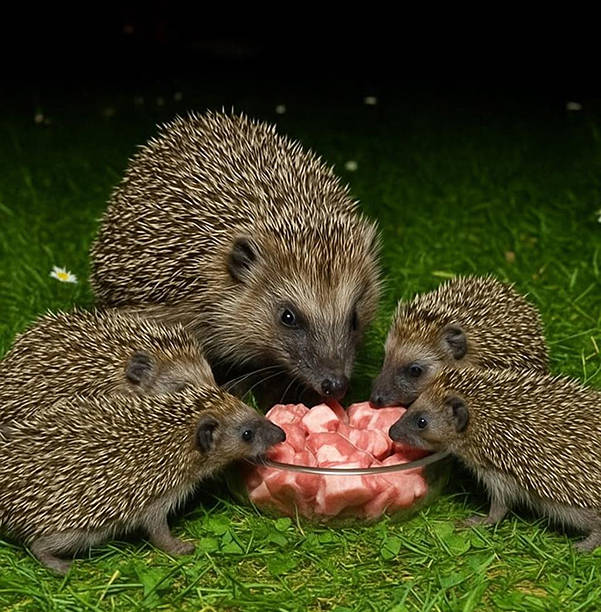 Hedgehogs in the green grass.  Hedgehogs eat bits of meat.