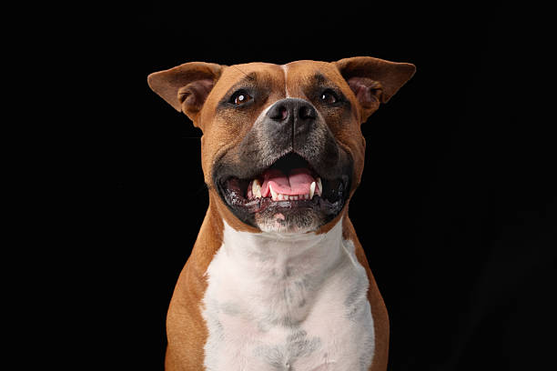 istock Staffordshire terrier captured mid-blink in studio 2223984191