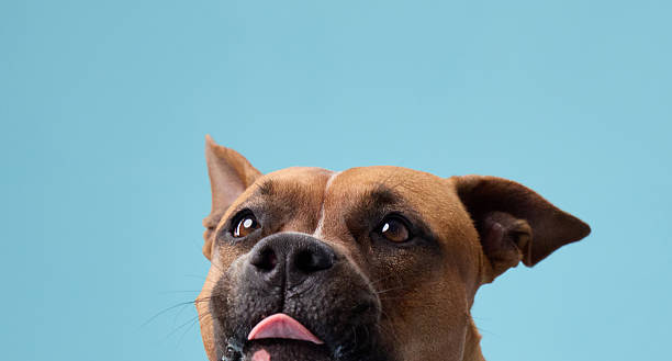 istock Staffordshire terrier close-up curious look 2223984203