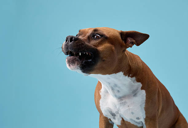 istock Staffordshire terrier barking upward in motion 2223984210