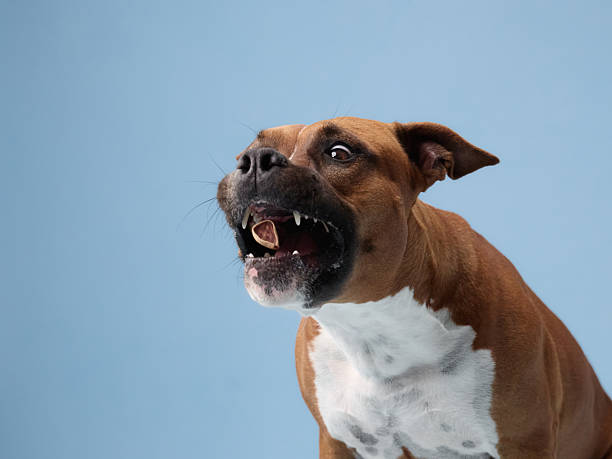 istock Barking staffordshire terrier close-up 2223984222