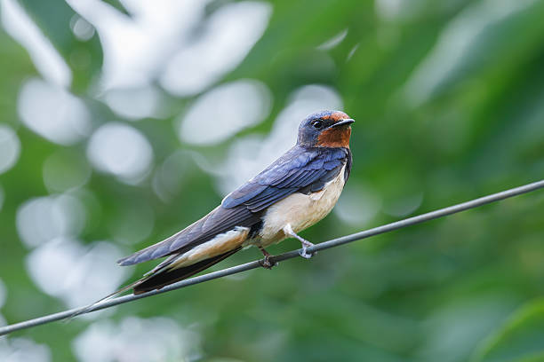 istock Swallow on a green background 2223984386