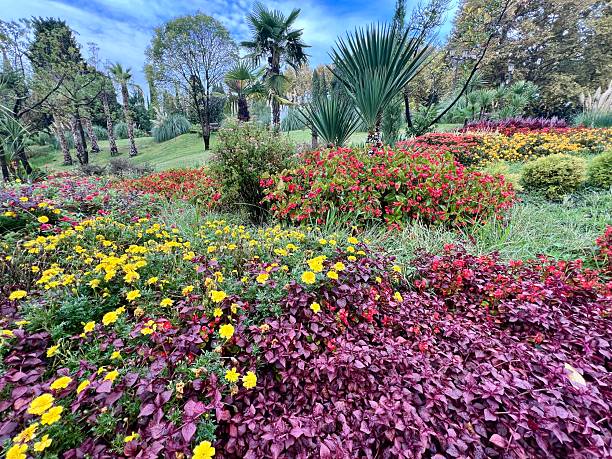 istock Flowering plants in public park, Sochi, Russia 2223985170