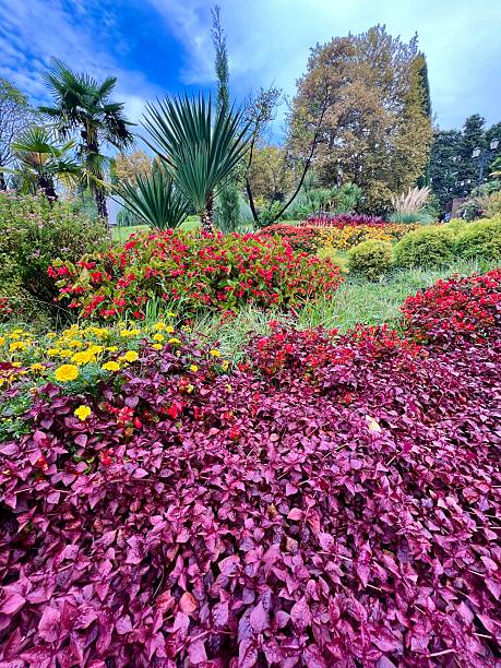 istock Flowering plants in public park, Sochi, Russia 2223985219