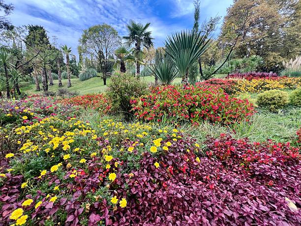 istock Flowering plants in public park, Sochi, Russia 2223985237