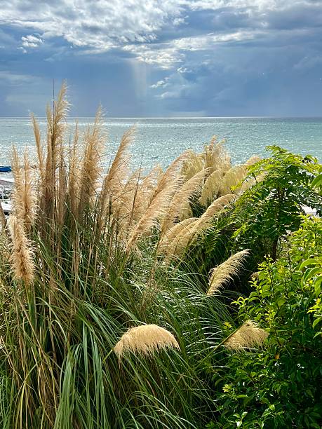 Scenic view featuring Pampas grass , Black Sea and skies