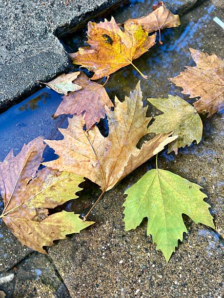 Autumn leaves in a puddle