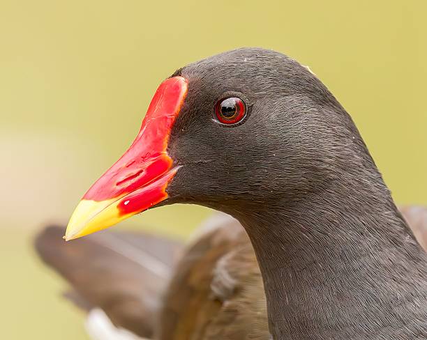 istock Colorful Moorhen Close-Up 2223986970