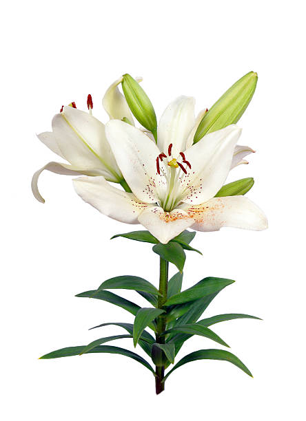 istock tender white lily isolated on white 2223987115