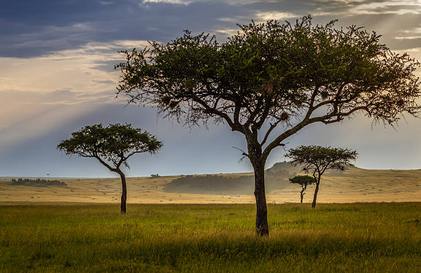 istock Morning Light Over Acacia Trees, Maasai Mara, Kenya 2223987198