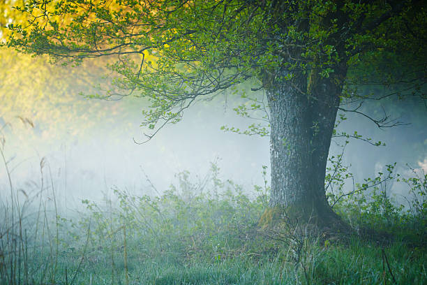 A tree stands in a foggy forest with green foliage. Mist partially covers the ground and surrounding vegetation. Sunlight filters through the branches.