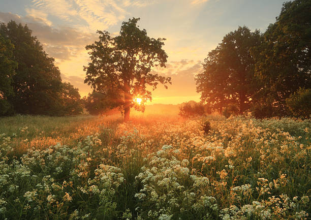 istock Sunset Over Meadow with Wildflowers 2223988325