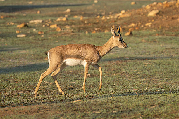 istock A Mountain Gazelle in Jerusalem, Israel 2223988705