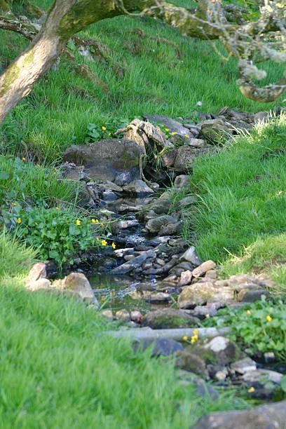 istock A serene forest stream flows gently through lush green grass and moss-covered rocks, surrounded by vibrant yellow wildflowers, beneath the shade of a tree, creating a peaceful natural scene. 2223989431