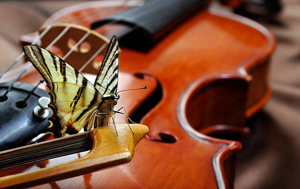 istock Musical concept. violin and butterfly. butterfly on the bow. 2223989547