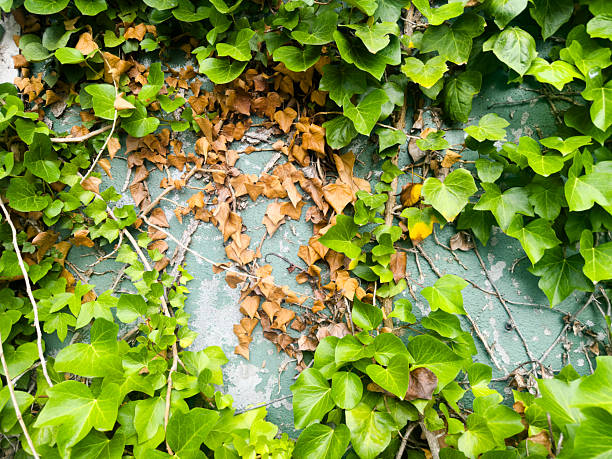 Vibrant green and brown ivy leaves create a textured tapestry on a weathered wall, showcasing the beauty of nature's resilience