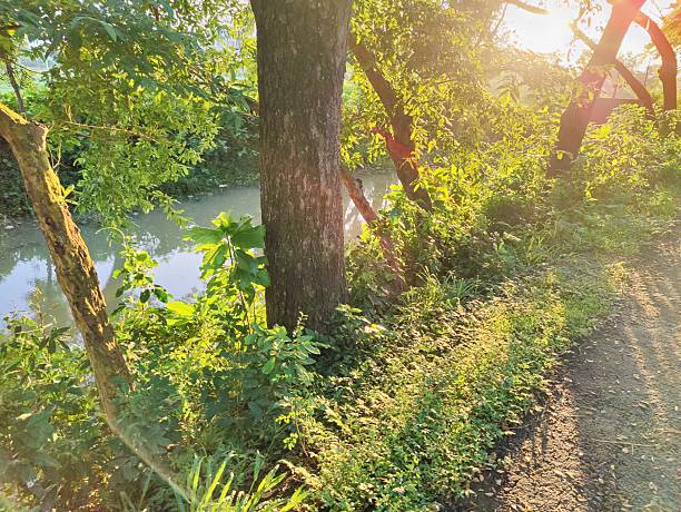istock Various green trees in the village. Lush rural landscape with diverse tree types 2223991600