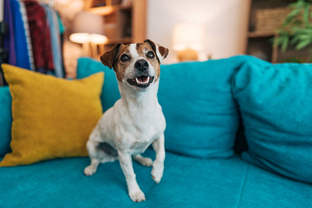 Adorable jack russell terrier sitting on a comfortable turquoise sofa with yellow cushions, looking directly at the camera with a happy expression in a cozy home interior