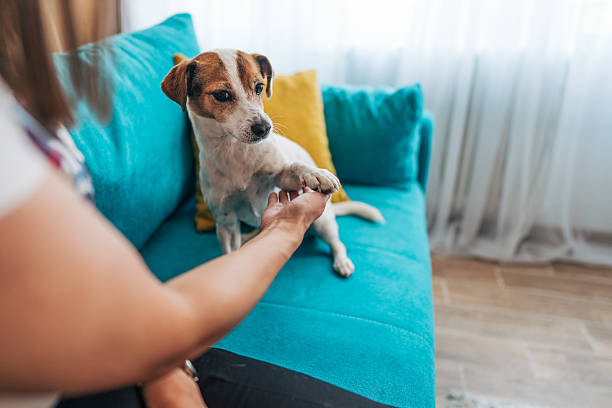 istock Jack russell giving paw to owner sitting on a sofa 2223992673