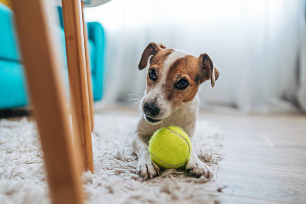 istock Jack russell terrier playing with tennis ball on carpet 2223992850