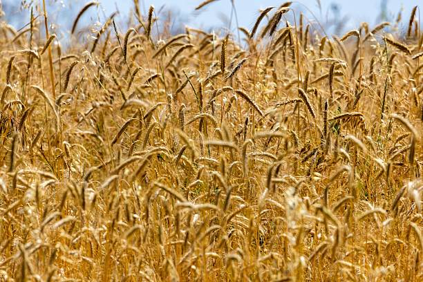 istock Golden Wheat Field Under Blue Sky 2223992933