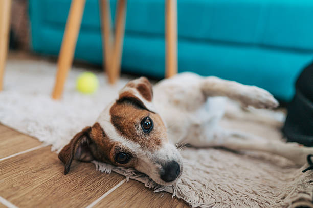 istock Cute jack russell terrier resting on a carpet at home 2223993093